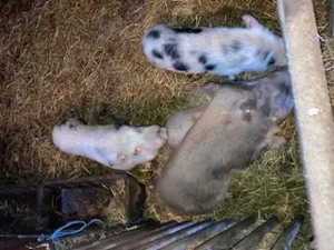 Liebe Mini Pig's zu verschenken