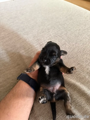 Mini Yorkshire Terrier zwei Welpen, geboren am 24.10.2025 (Rüde und Hündin)