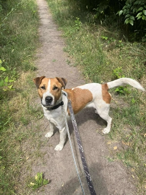 Pajti   Ein kluger Abenteurer sucht sein Für-immer-Zuhause