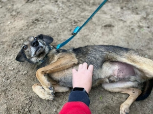 Roni   ein stiller Held mit einem Herzen aus Gold