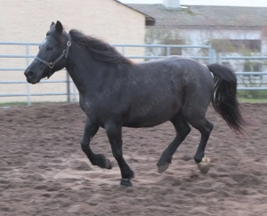 Kleinpferdstute Livia