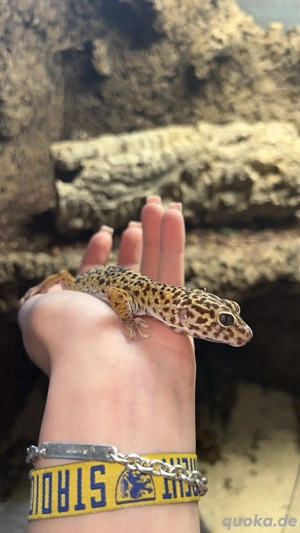 3 leopardgeckos 
