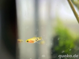 Platy Fische, Aquarium Fische, Platys