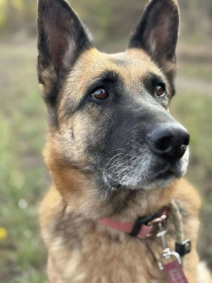  SZÉPSÉG   die Schönheit, die alles überlebt hat Bild 5