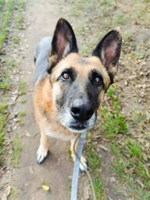  SZÉPSÉG   die Schönheit, die alles überlebt hat Bild 4