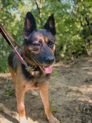 Yuki   treuer Begleiter sucht neues Zuhause