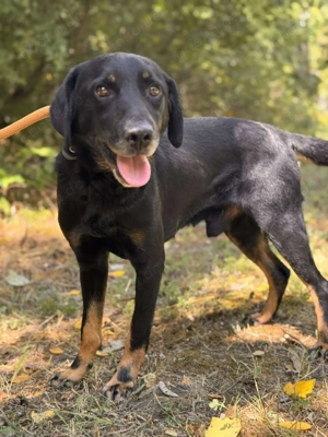 Adelino   ein stiller Kämpfer sucht endlich sein Zuhause