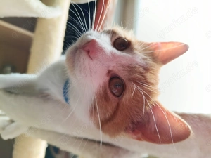 EKH Mix Kitten Rot Weiss Kater und 3 Kätzchen