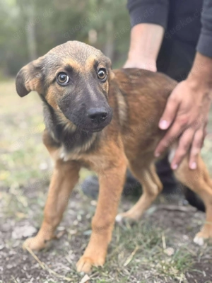 Daggi   unser kleiner Sonnenschein sucht ein Zuhause!  Bild 2