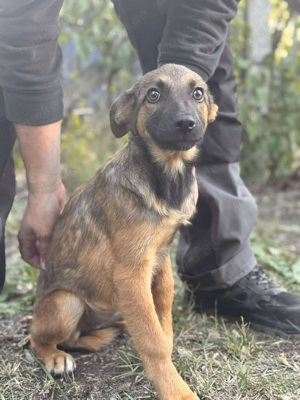 Daggi   unser kleiner Sonnenschein sucht ein Zuhause!  Bild 3