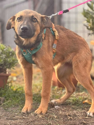 Daggi   unser kleiner Sonnenschein sucht ein Zuhause!  Bild 5