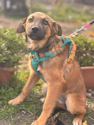 Daggi   unser kleiner Sonnenschein sucht ein Zuhause!  Bild 4