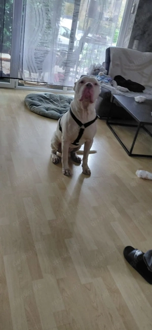 Sehr lieber Dogo Argentino