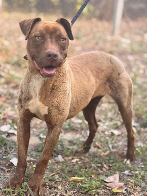  Debra sucht ihr Für-Immer-Zuhause 