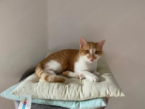 Unser zuckersüßes Fellknäuel Bonnie sucht ihr großes Glück