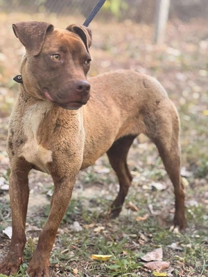  Debra sucht ihr Für-Immer-Zuhause  Bild 4