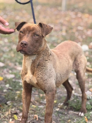 Debra sucht ihr Für-Immer-Zuhause  Bild 5