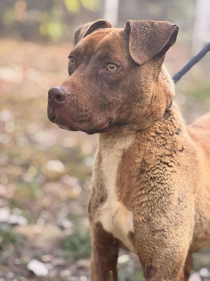  Debra sucht ihr Für-Immer-Zuhause  Bild 3