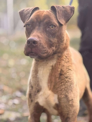  Debra sucht ihr Für-Immer-Zuhause  Bild 2