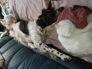 Münsterländer- Mischling