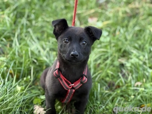     Loulou sucht ihr Zuhause    