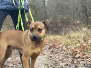     Alex sucht sein Körbchen    