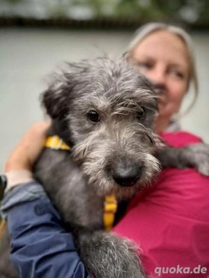     Elvis sucht seine Familie    