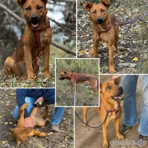     Zoé sucht ihr für immer Zuhause    