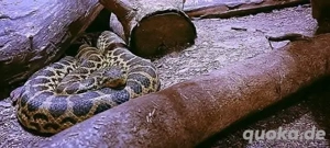  Anakondas Bild 9