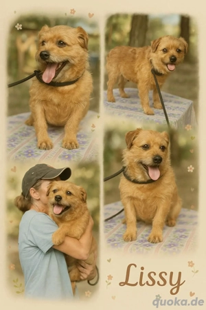     Lissy sucht ein Körbchen    