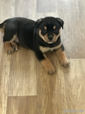 3 Bulldoggen mix Rüden 