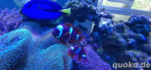 paar meerwasseraquarium fische premnas biaculeatus