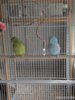 Blaugenick- Sperlingspapageien Paar, zutraulich mit Käfig u.Zubehör in gute Hände 