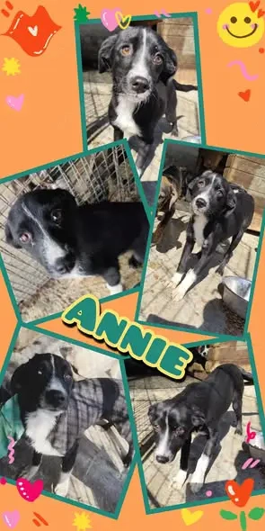 sehr liebe, wunderschöne, junge Hündin "Annie" sucht ein liebevolles Zuhause 