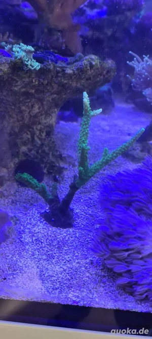 meerwasser Aquarium korallen sps paket