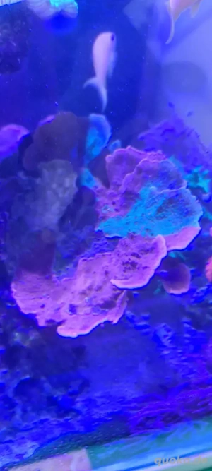 meerwasser Aquarium korallen chalice monti
