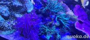 korallen paket meerwasser Aquarium 