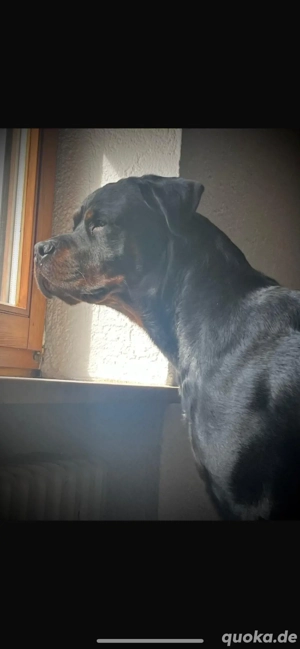 Rottweiler Rüde sucht Fürimmerzuhause!