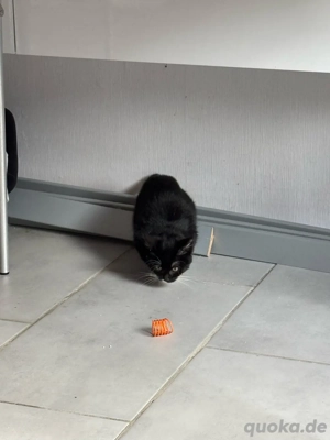 BKH Weibchen  Bild 4