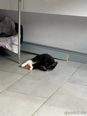 BKH Weibchen  Bild 5