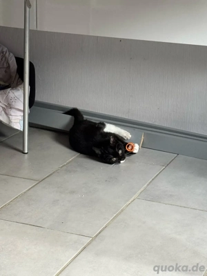 BKH Weibchen  Bild 3