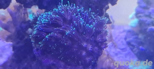 meerwasser Aquarium korallen galaxea 