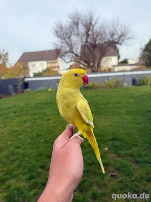 Papagei Halsbandsittich Vogel 