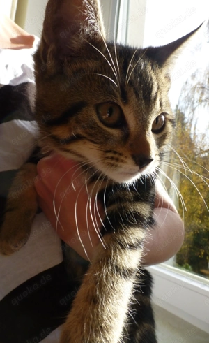 Katzenbabys Kitten-Stubenrein