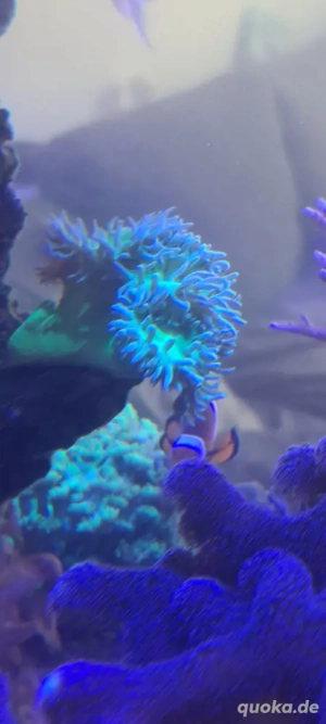 meerwasser Aquarium korallen axifuga 