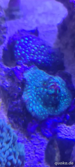 meerwasser Aquarium korallen favia