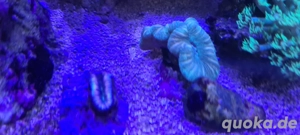 meerwasser Aquarium korallen lobophyllia 