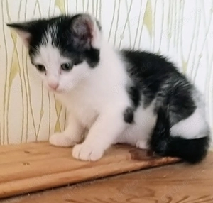 Kleines Katzenmädchen sucht Dich ab sofort ! 