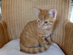 Kartenbaby - Kater, STUBENREIN!