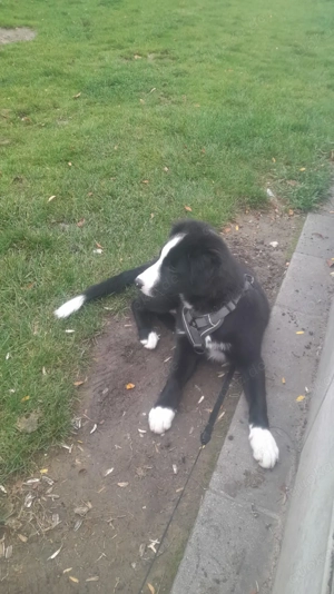 Ich verkaufe einen 4 Monate alten Border Collie-Welpen